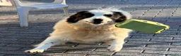 Meticcio cani in regalo: SIMBA ASPETTA SEMPRE UNA FAMIGLIA - Annuncio 2