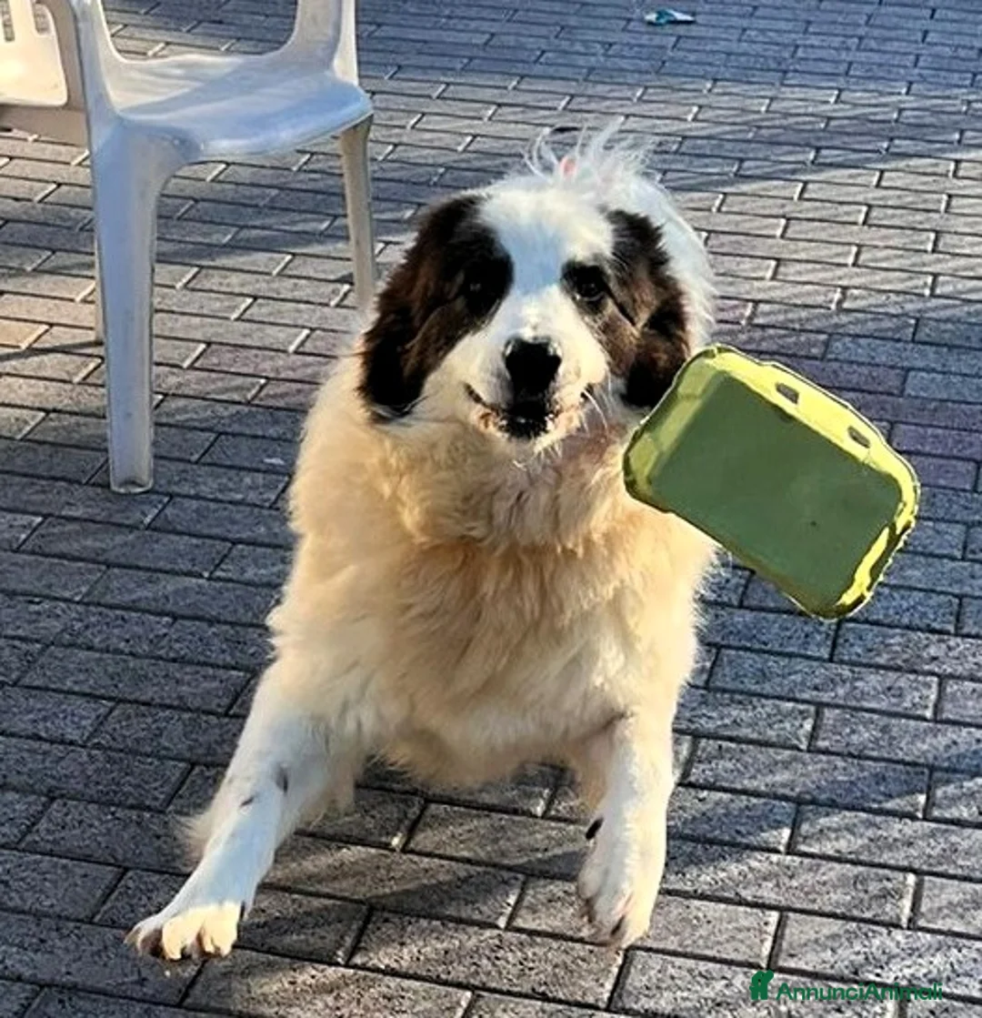 Meticcio cani in regalo: SIMBA ASPETTA SEMPRE UNA FAMIGLIA - Annuncio 2