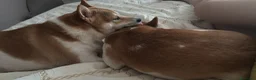 Shiba Inu cani in vendita: Vendo coppia Shiba Inu madre e figlia - Annuncio 7