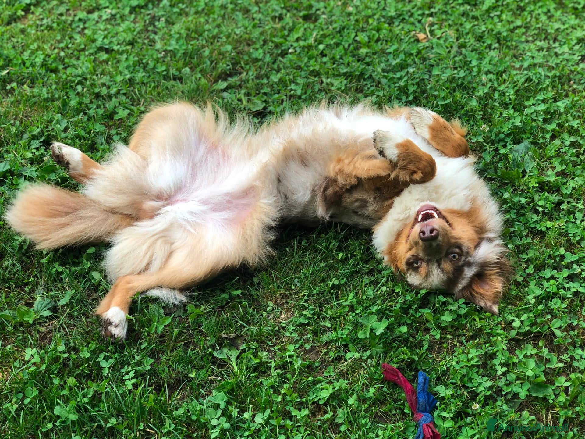 Australian Shepherd cani aussie cuccioli - Annuncio 2