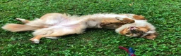 Australian Shepherd cani in vendita: aussie cuccioli a Città Metropolitana di Torino - Annuncio 2