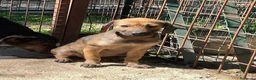 Meticcio cani in regalo: LA PICCOLA OMBRA - Annuncio 2