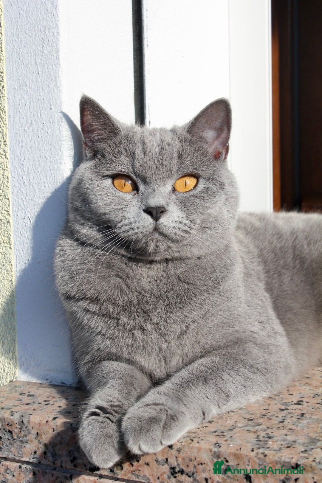 Scottish gatti in vendita: GATTINI SCOTTISH STRAIGHT  - Annuncio 2