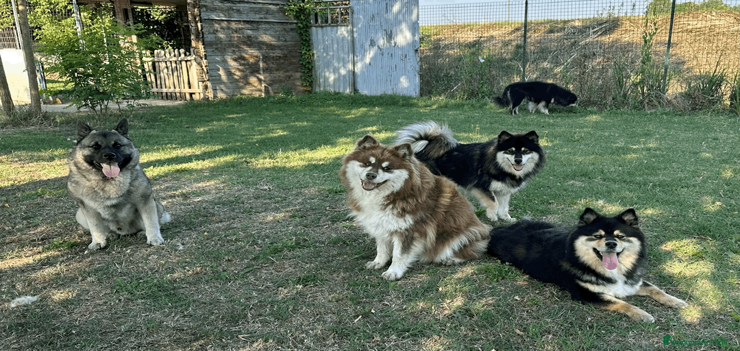 Immagine della galleria {{count}}