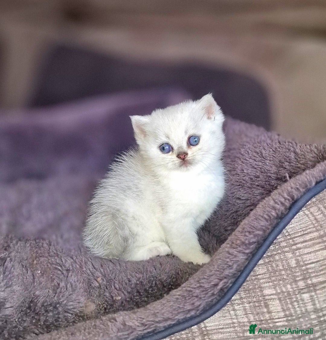 British gatti in vendita: British shorthair e longhair  a Provincia di Monza e della Brianza - Annuncio 20