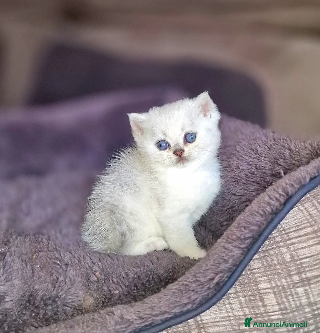 British gatti in vendita: British shorthair e longhair  a Provincia di Monza e della Brianza - Annuncio 23
