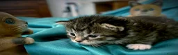 Siberiano gatti in vendita: 4 gioielli Siberiani  - Annuncio 9