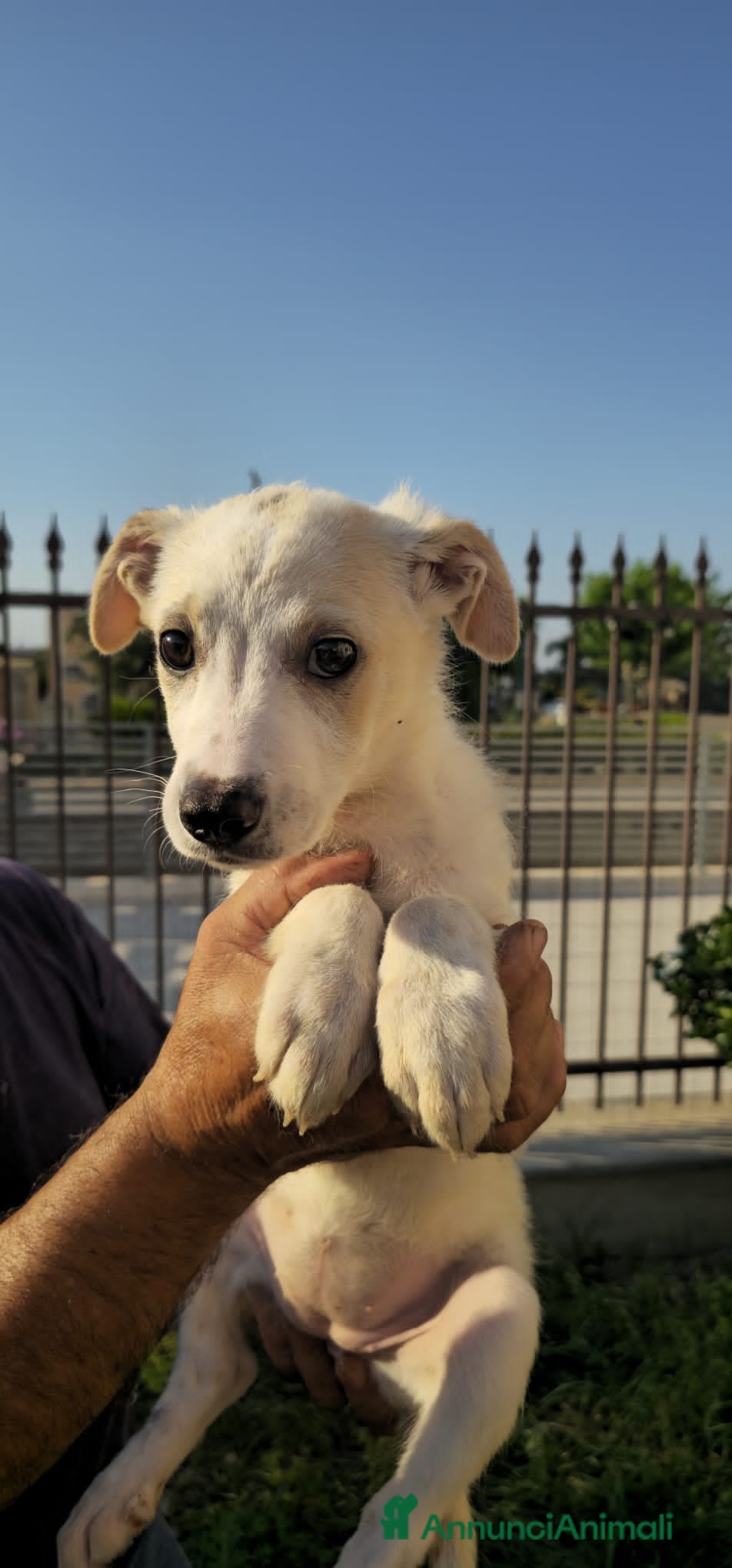 Meticcio cani in regalo: samantha e serena - Annuncio 5