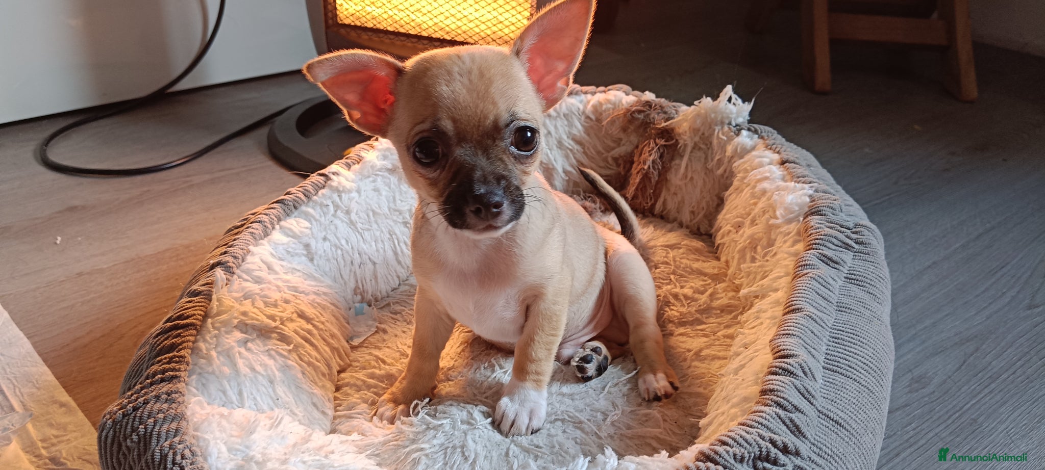 Chihuahua cani Chihuahua - Annuncio 15