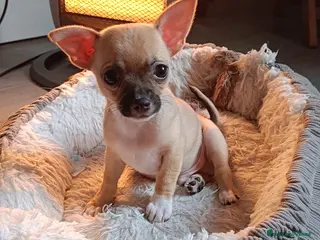 Chihuahua cani Chihuahua - Annuncio 15