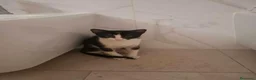 Meticcio gatti in regalo: Burrito in adozione - Annuncio 4