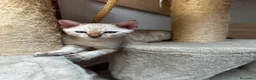 Bengala gatti in vendita: Cuccioli gatto del bengala pedegree TICA - Annuncio 5