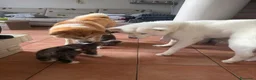Akita Inu cani in vendita: Splendidi Cuccioli di Akita con Pedigree a Provincia di Lodi - Annuncio 3