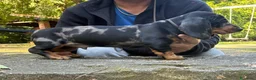Bassotto cani in vendita: arlecchino silver - Annuncio 5