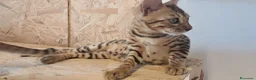 Bengala gatti in vendita: Gatti Bengala cuccioli a Città Metropolitana di Venezia - Annuncio 3