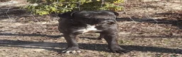 Cane Corso cani in vendita: Spettacolari cuccioli di Cane Corso  - Annuncio 7