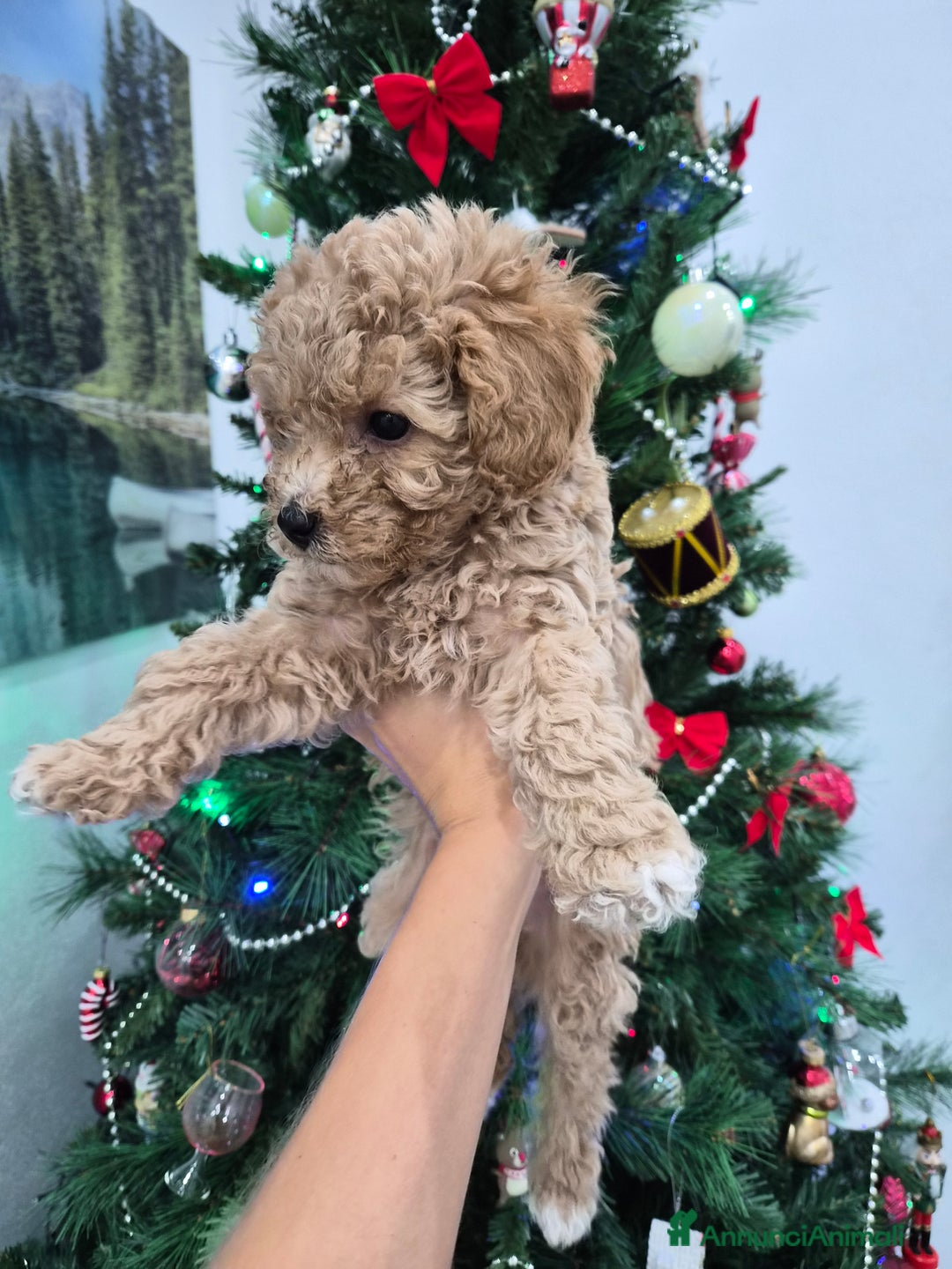 Barboncino Toy cani in vendita: Barboncino Toy - Annuncio 4