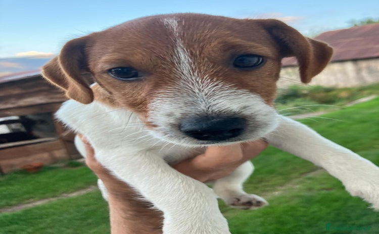 Jack Russell cani a Provincia di Belluno - Annuncio 10