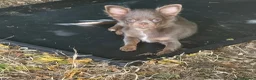 Chihuahua cani in vendita: Chihuahua lilac tan - Annuncio 3