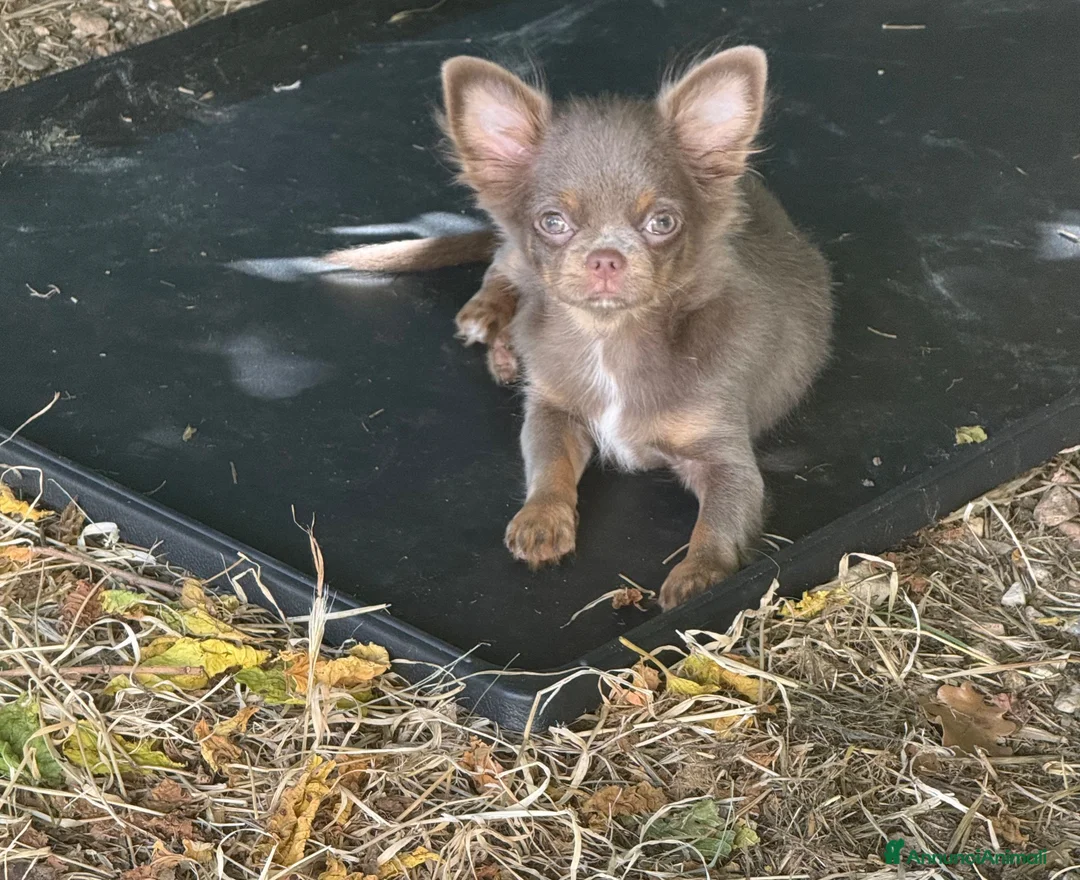 Chihuahua cani in vendita: Chihuahua lilac tan - Annuncio 3
