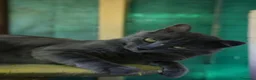 Certosino gatti in regalo: Certosino maschio di un anno - Annuncio 13