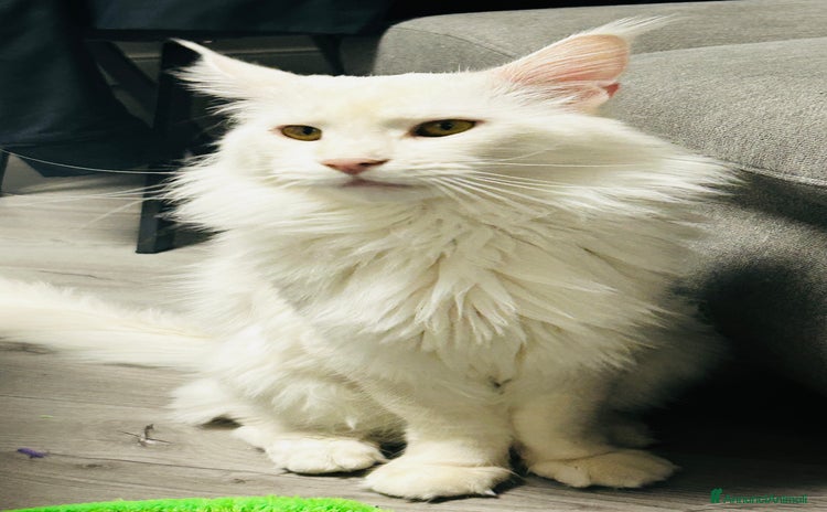 Maine Coon gatti - Annuncio 6