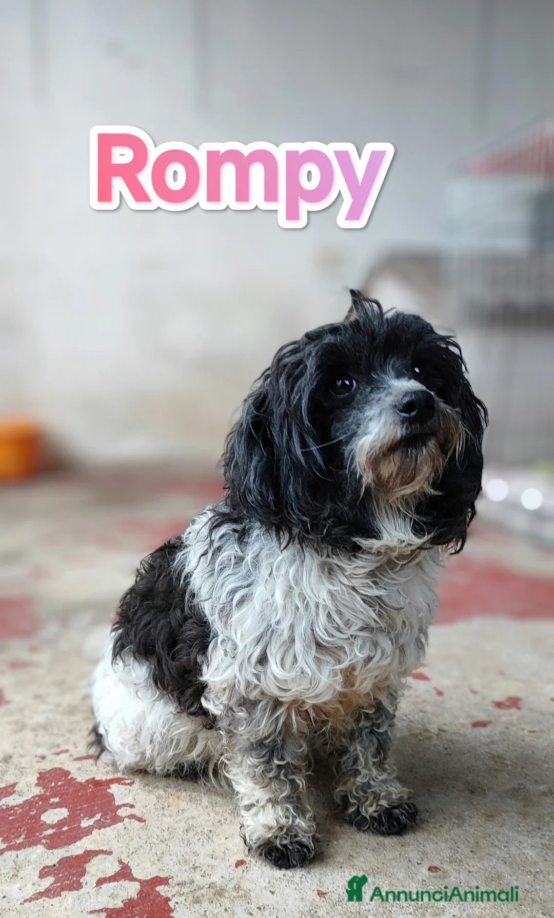 Bichon cani in regalo: Taglia piccola cerca famiglia a Città metropolitana di Roma Capitale - Annuncio 2