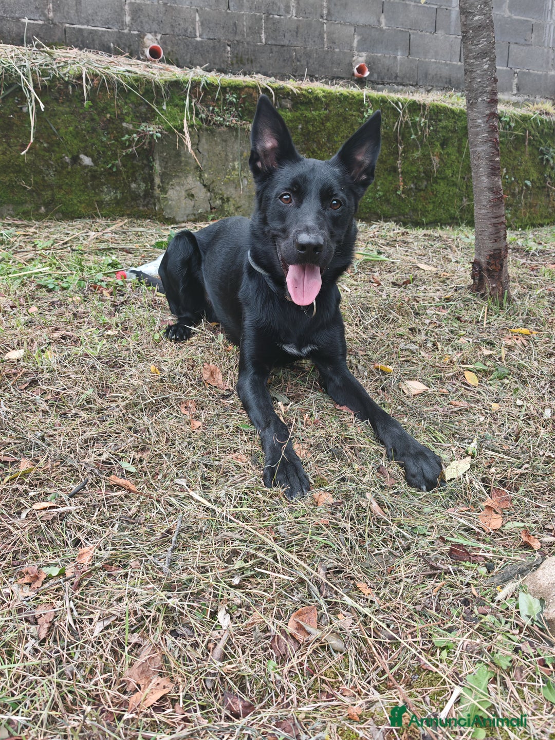 Cane delle Alpi Apuane cani in regalo: RAGNAR , CANE DELLE ALPI APUANE  - Annuncio 4