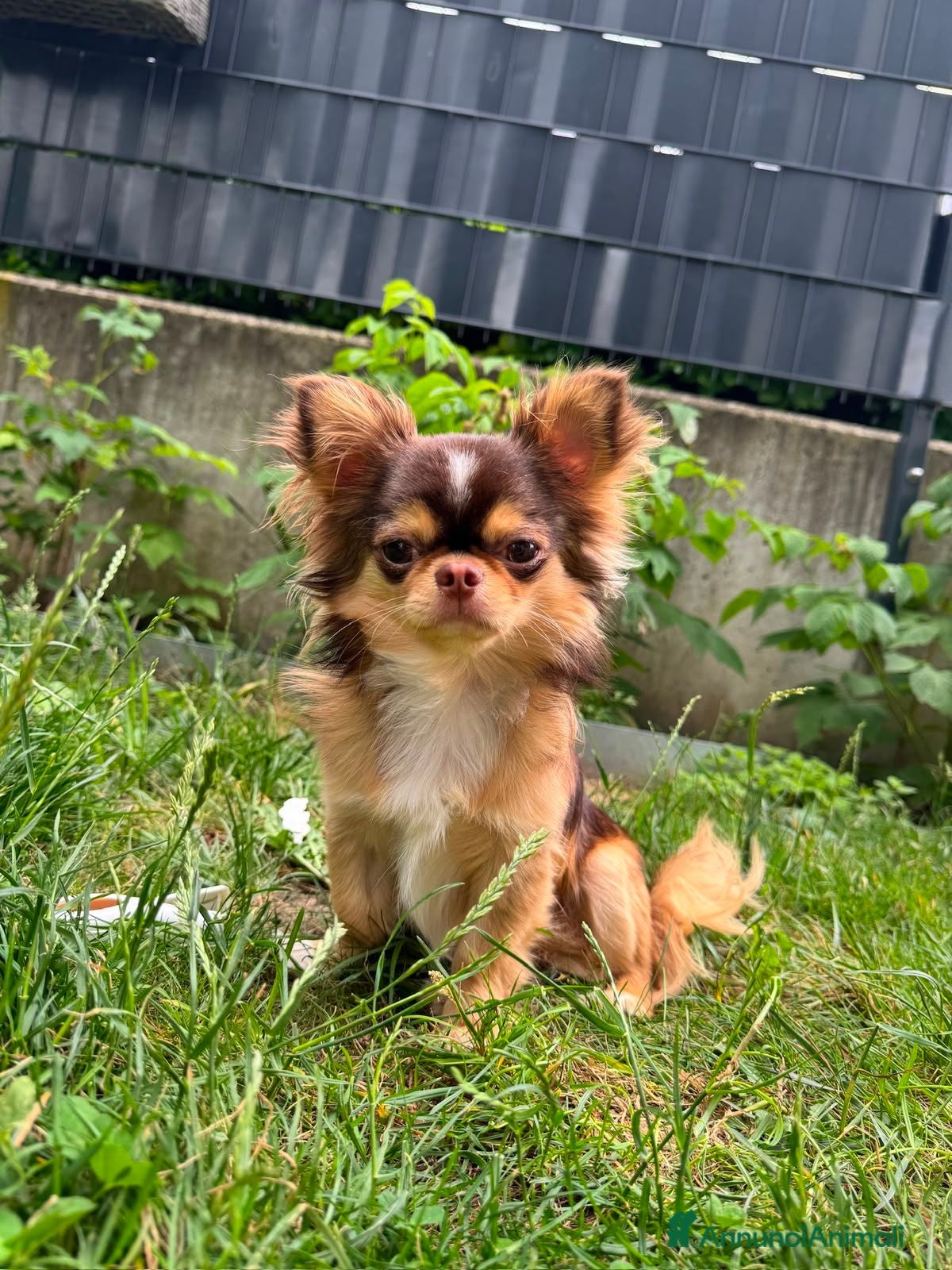 Chihuahua cani Bellissimo maschio Chihua mini per accoppiamento. - Annuncio 23