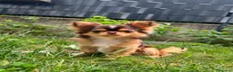 Chihuahua cani per accoppiamento: Bellissimo maschio Chihua mini per accoppiamento. - Annuncio 1