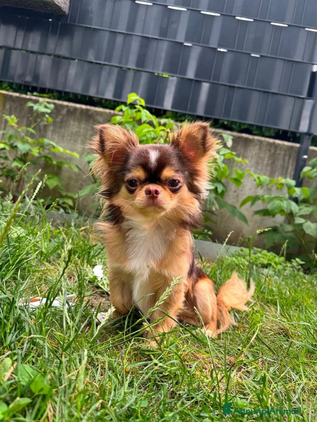 Chihuahua cani per accoppiamento: Bellissimo maschio Chihua mini per accoppiamento. - Annuncio 1
