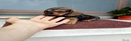 Bassotto cani in vendita: Bassotto pelo duro figlia secca  - Annuncio 5