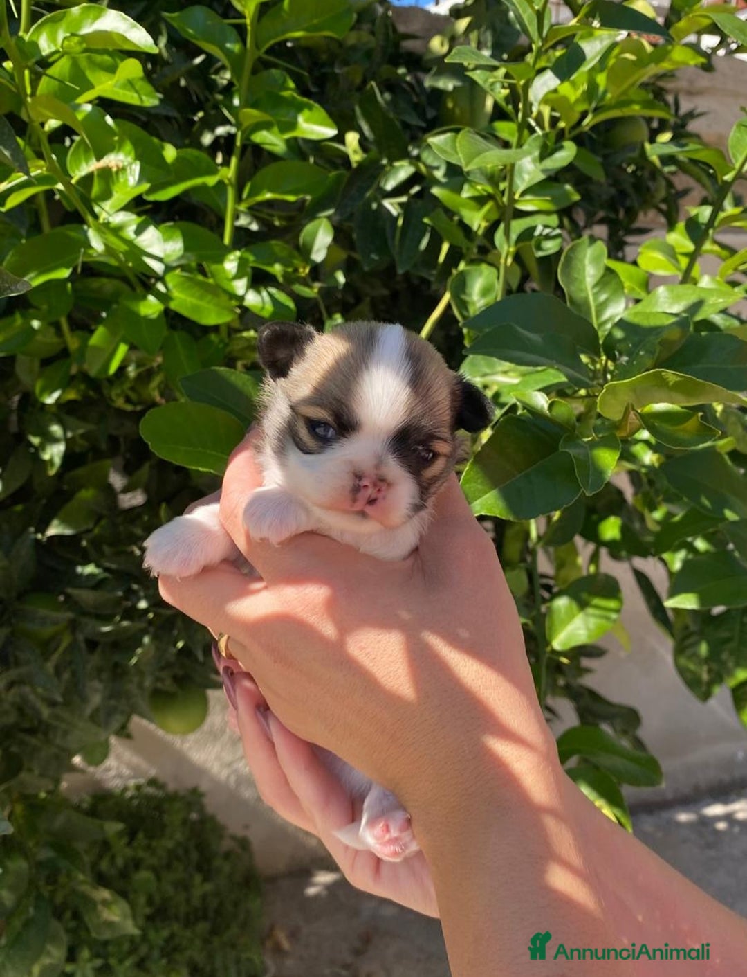 Chihuahua cani in vendita: Cuccioli chihuahua pelo lungo  - Annuncio 2