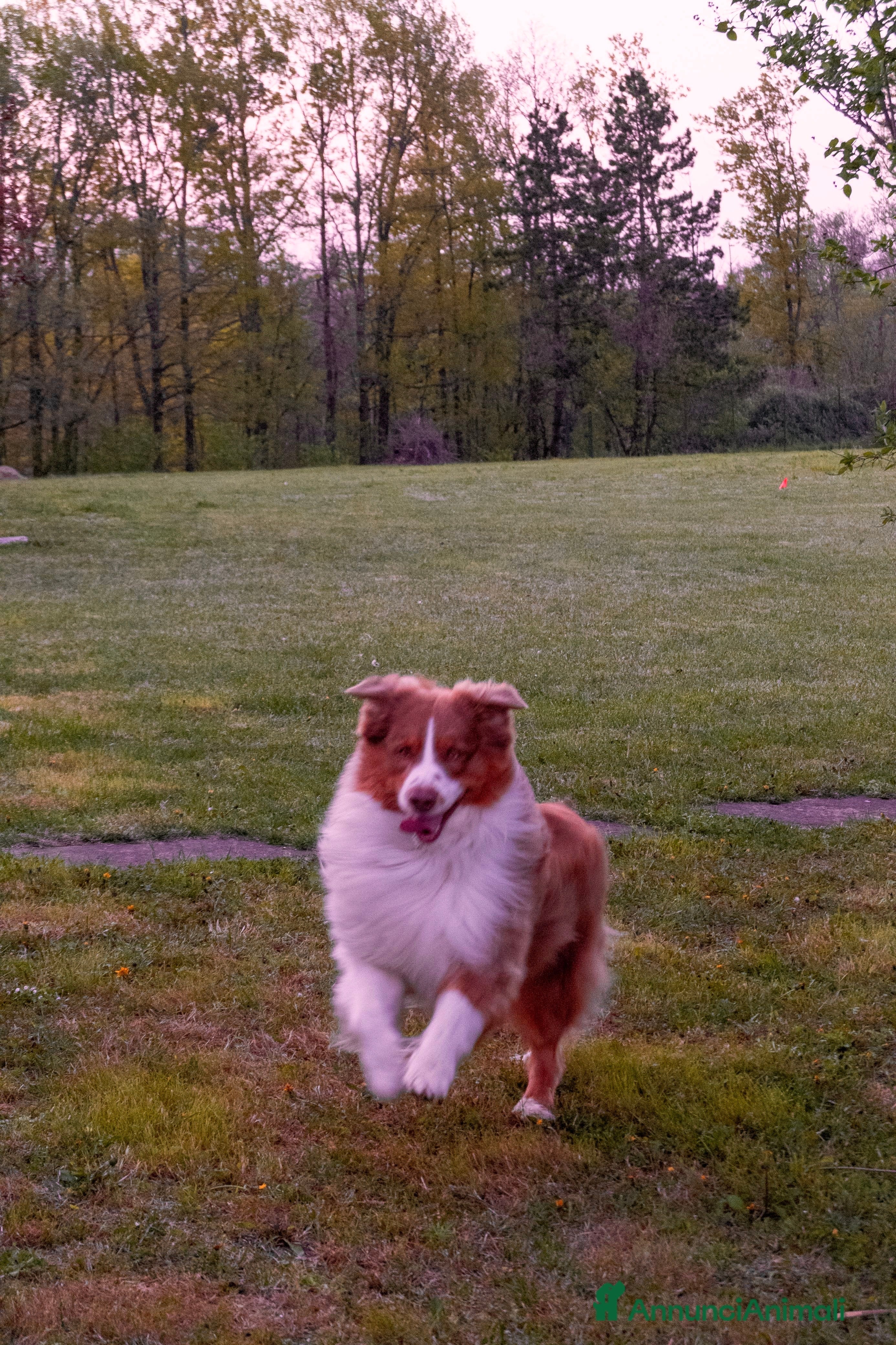 Australian Shepherd cani Maschio Pastore Australiano disponibile per monta - Annuncio 2