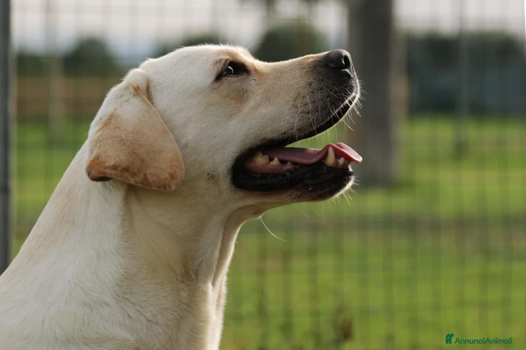 Labrador cani in vendita: Splendida cucciolata di Labrador Retriever - Annuncio 2