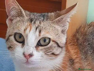 Europeo gatti Pesca dolce micina - Annuncio 12