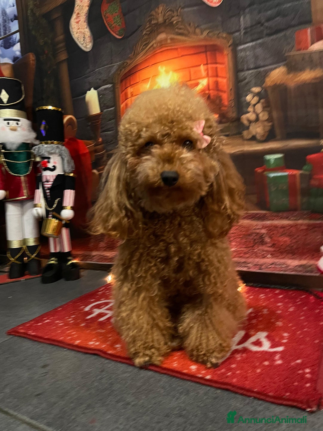 Barboncino Toy cani in vendita: Bellissimi barboncini toy Red/fulvo - Annuncio 1