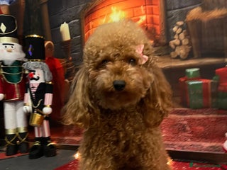 Barboncino Toy cani Bellissimi barboncini toy Red/fulvo - Annuncio 1