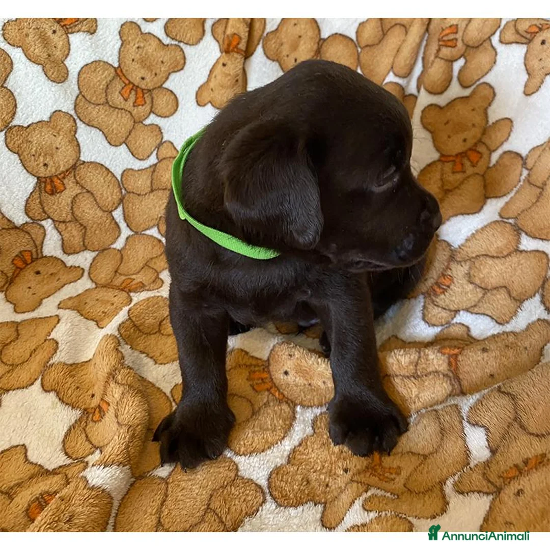 Labrador cani in vendita: Cuccioli Labrador Retriever Chocolate - Annuncio 18