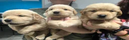 Golden Retriever cani in vendita:  Golden retriever pedigree ENCI 90% americani  - Annuncio 19