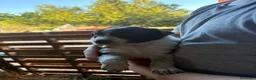 Meticcio cani in vendita: Incrocio cuccioli Border Collie  - Annuncio 5