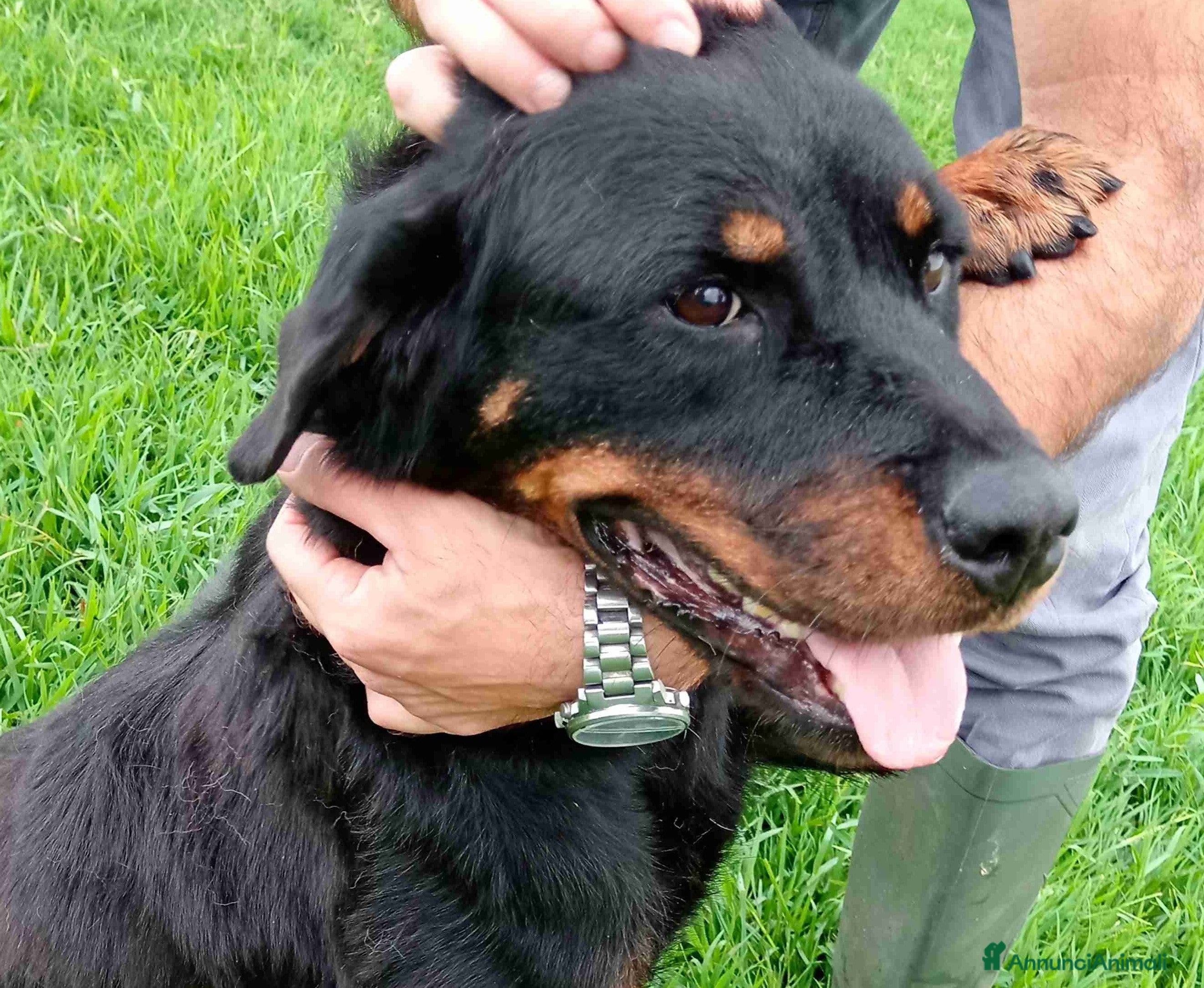 Rottweiler cani AMBETA, una rottweiler per amica a Provincia di Latina - Annuncio 1