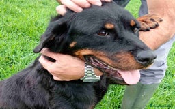 Rottweiler cani in regalo: AMBETA, una rottweiler per amica a Provincia di Latina - Immagine 1