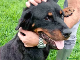 Rottweiler cani AMBETA, una rottweiler per amica a Provincia di Latina - Annuncio 5