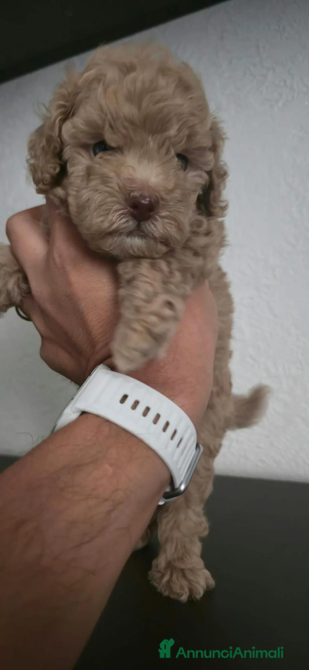 Barboncino Toy cani in vendita: Barboncino toy  - Annuncio 2