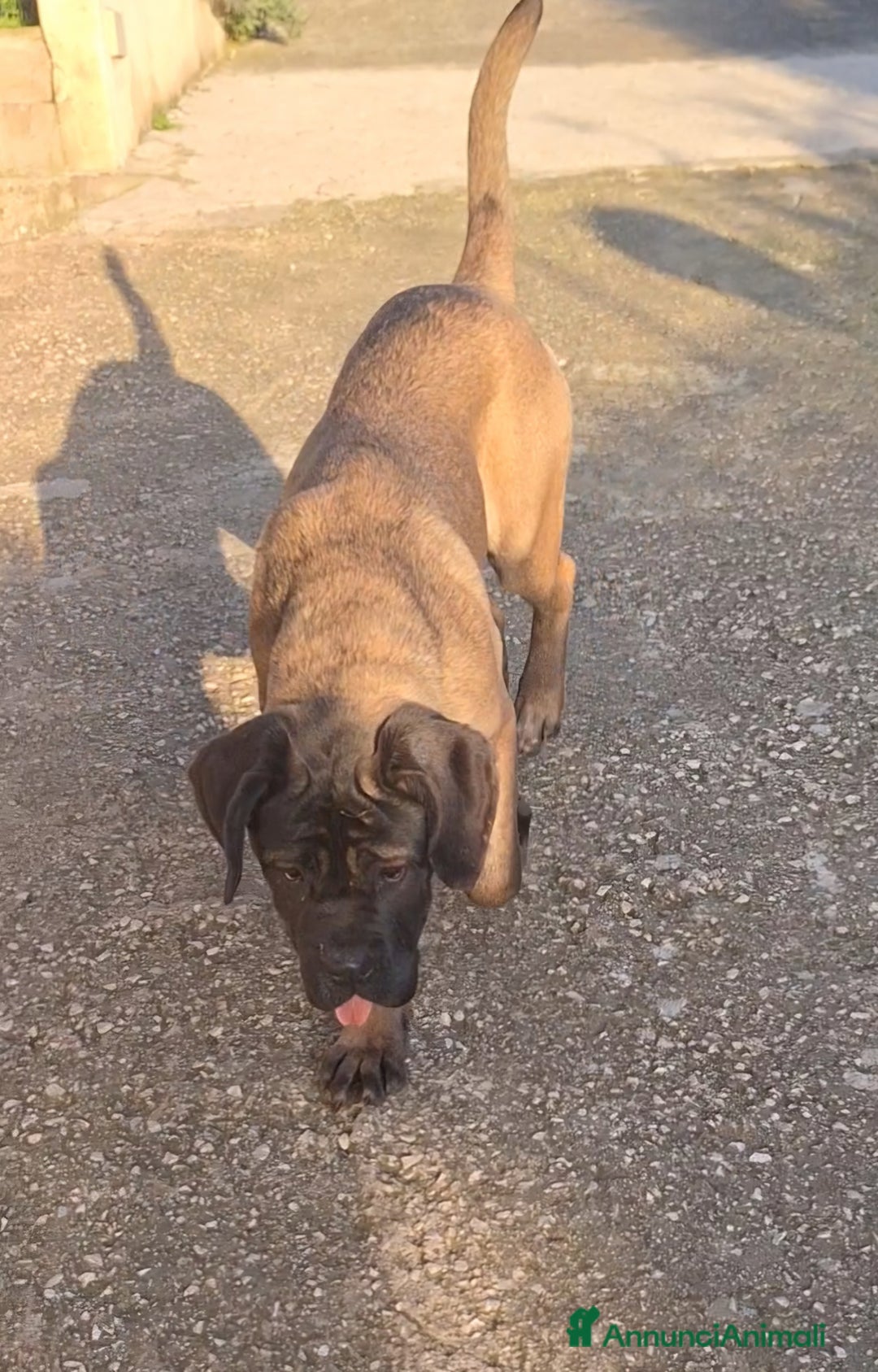 Cane Corso cani in vendita: Cane Corso - Annuncio 3