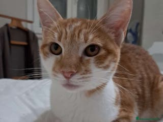 Altre razze gatti S.o.s. gattini da salvare - Annuncio 5