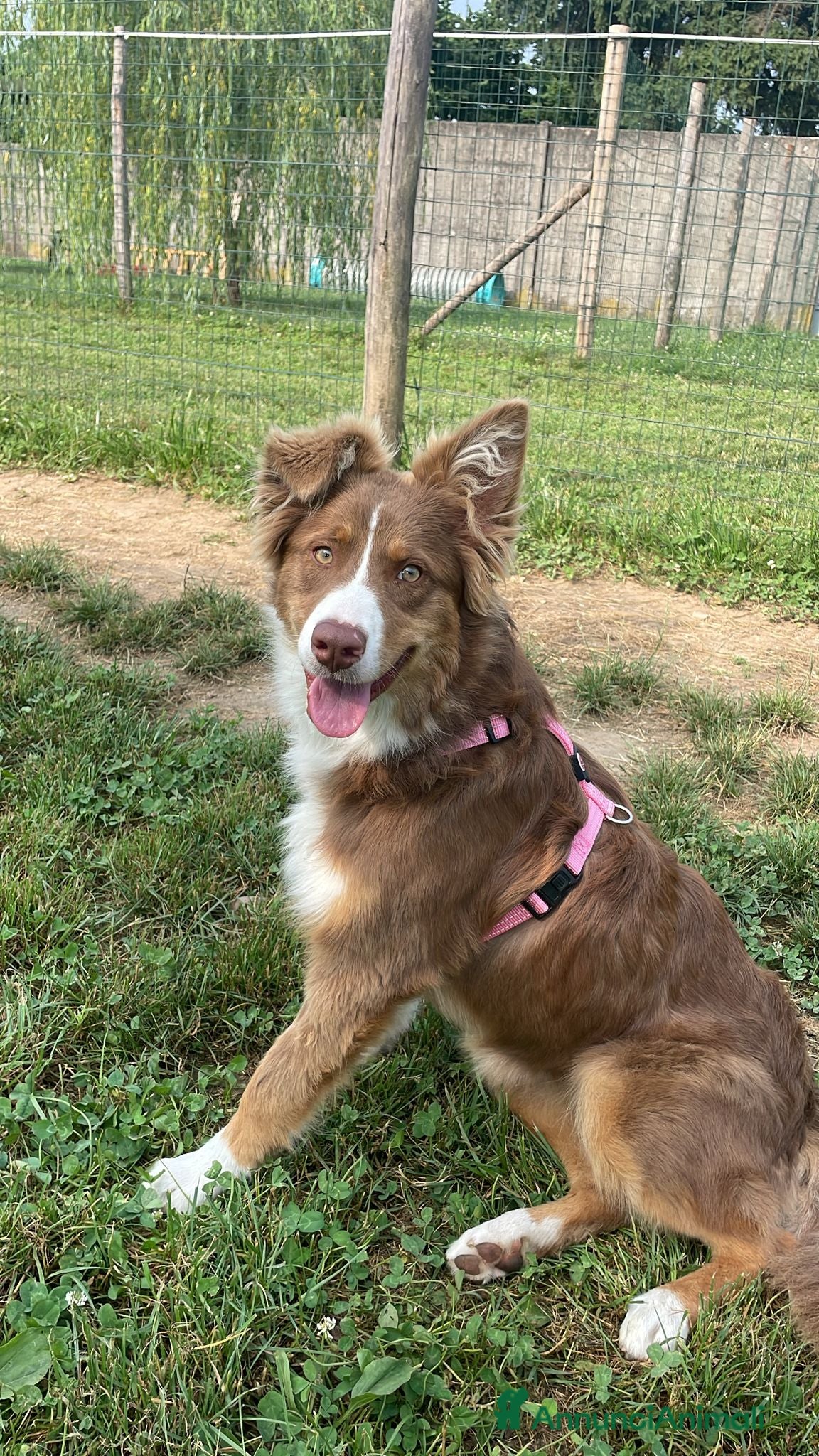 Australian Shepherd cani Pastore Australiano Femmina 1 anno - Annuncio 1