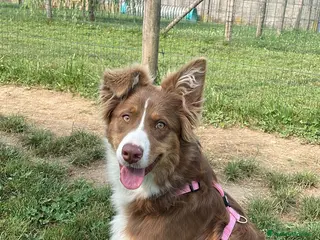 Australian Shepherd cani Pastore Australiano Femmina 1 anno - Annuncio 3