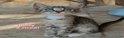 Altre razze gatti in regalo: GATTINI URGENTE: TEMPO SCADUTO  a Provincia di Arezzo - Annuncio 7